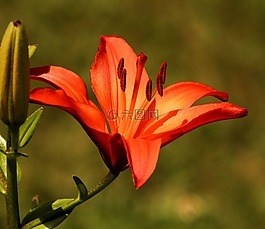 百合,鮮花,花