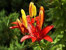 百合,鮮花,花