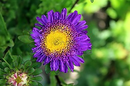 翠菊,花,花園