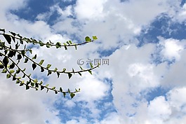 常春藤,葉子,履帶板