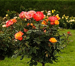 rosetree,玫瑰树,varigated 玫瑰