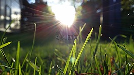 草的,夕陽,背光