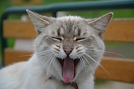 貓,巨大的貓,國內(nèi)動物