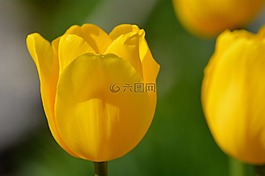 鮮花,郁金香,黃色