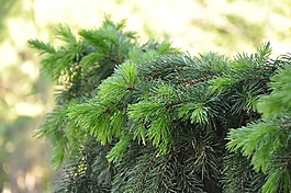 云杉,分支,針葉