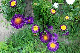 阿斯特拉,鮮花,花園