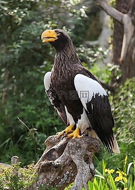 巨鷹,阿德勒,鳥