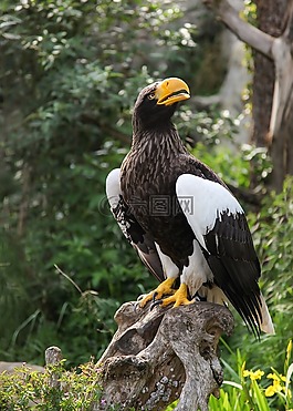 巨鷹,阿德勒,鳥