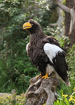 巨鷹,阿德勒,鳥