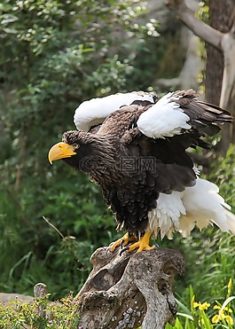 巨鷹,阿德勒,鳥