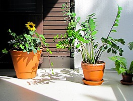 植物,陽臺上的植物,陽臺