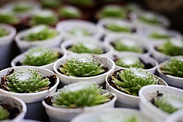 多肉,植物,绿色