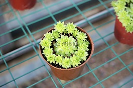 多肉,植物,綠色