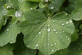綠色,濕,wassertrofpen