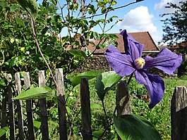 花園,鐵線蓮,花