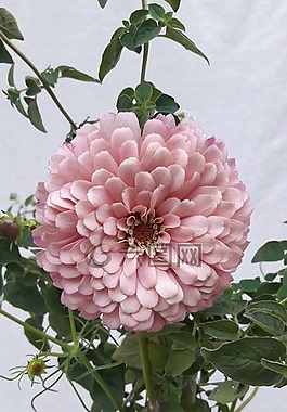百日草,花,夏天