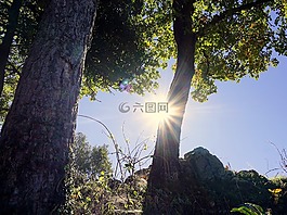樹,太陽,天空