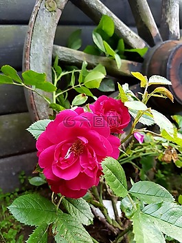 ros,夏天,乡村