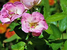 花,粉紅色,黃色