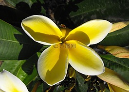 花,姜黄色百合花,杨梅