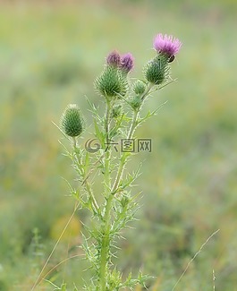 廠,性質(zhì),活