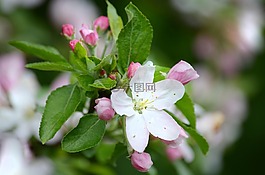 櫻花,春天,性質(zhì)