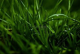 綠色,草,露水