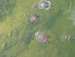 海龜,水,湖