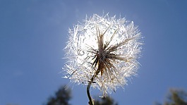 溶膠,蒲公英,天空