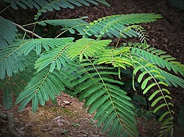 蕨類植物,植物,綠色