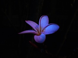 花,姜黃色百合花,熱帶