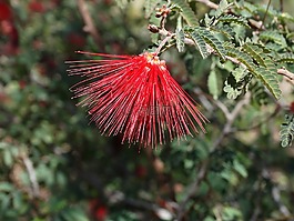沙漠花卉,红色,植物