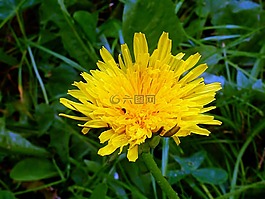 蒲公英,開花,黃色