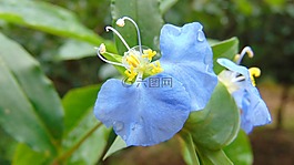 花卉,藍(lán)色,綠色