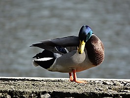 鴨,湖,棕色