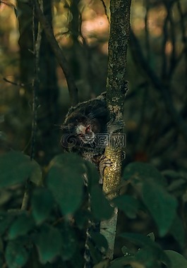 猴子,巴西,小