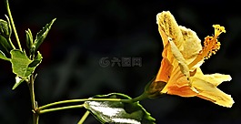 花,開花,黃色