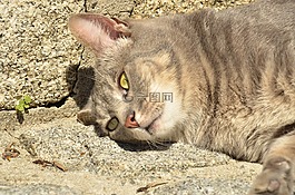 猫咪,宠物,保健
