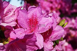 映山紅,植物,花