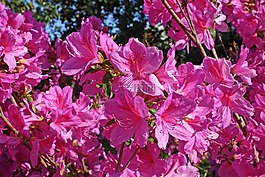 映山紅,植物,花