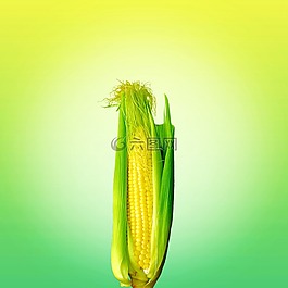 食品,玉米,黃色