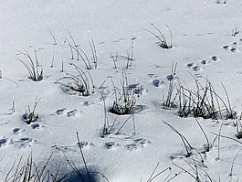 雪,动物轨道,干草