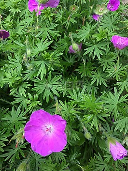 天竺葵,花,自然