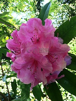 粉紅色,杜鵑,春