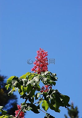 紅花栗,花,紅色