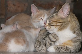 猫,家庭,小猫