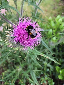 薊,蜜蜂,自然