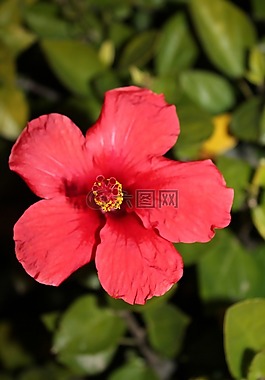 花,性質(zhì),花園