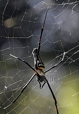 蜘蛛,web,大