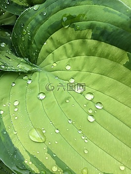 玉簪,水,水滴